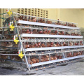 Sistema de alimentação automática de gaiola de galinha para aves de capoeira na China